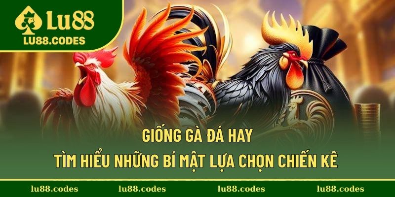 Giống Gà Đá Hay - Tìm Hiểu Những Bí Mật Lựa Chọn Chiến Kê
